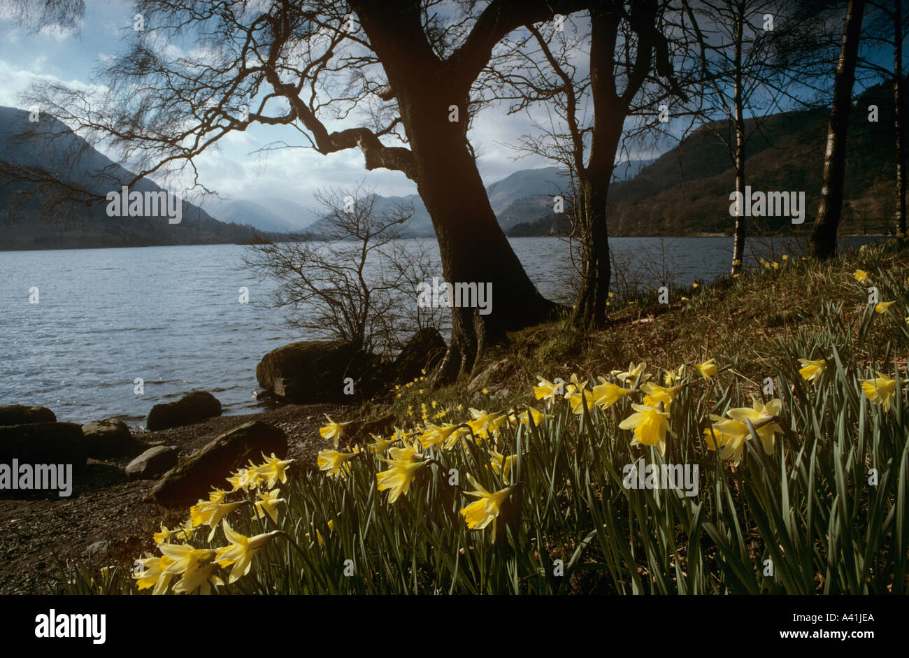 Wild Daffodils Ullswater Cumbria England Stock Photo Alamy