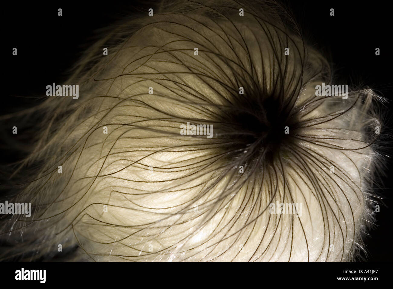 Clematis Seed Head Backlit Stock Photo