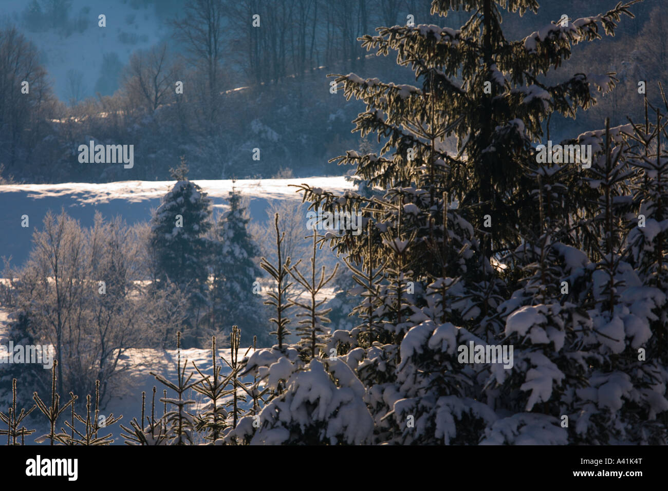 Idyllic Winter scene in evergreen forest Stock Photo