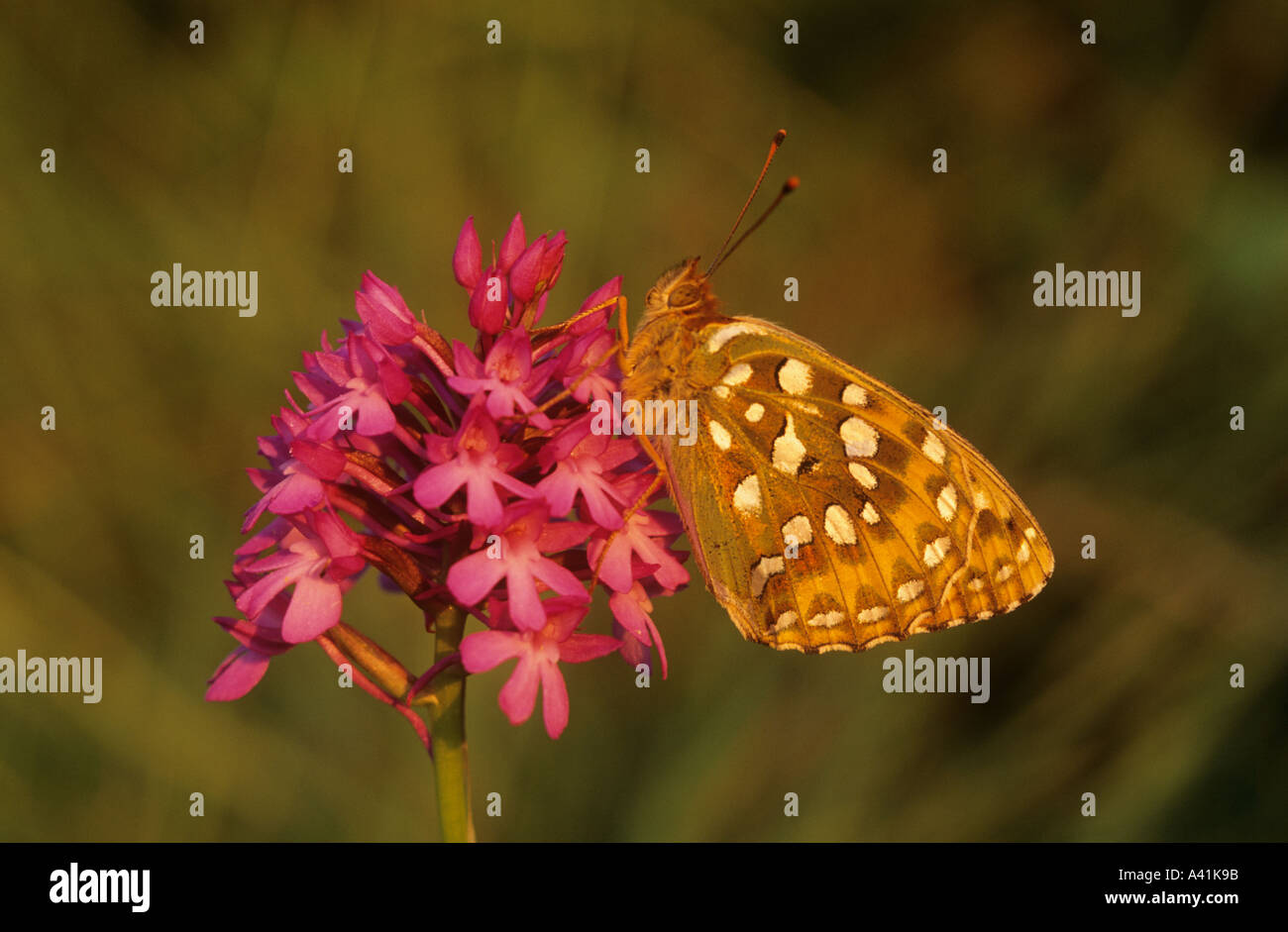 Dark Green Fritillary Butterfly and Pyramidal Orchid Wiltshire England Stock Photo