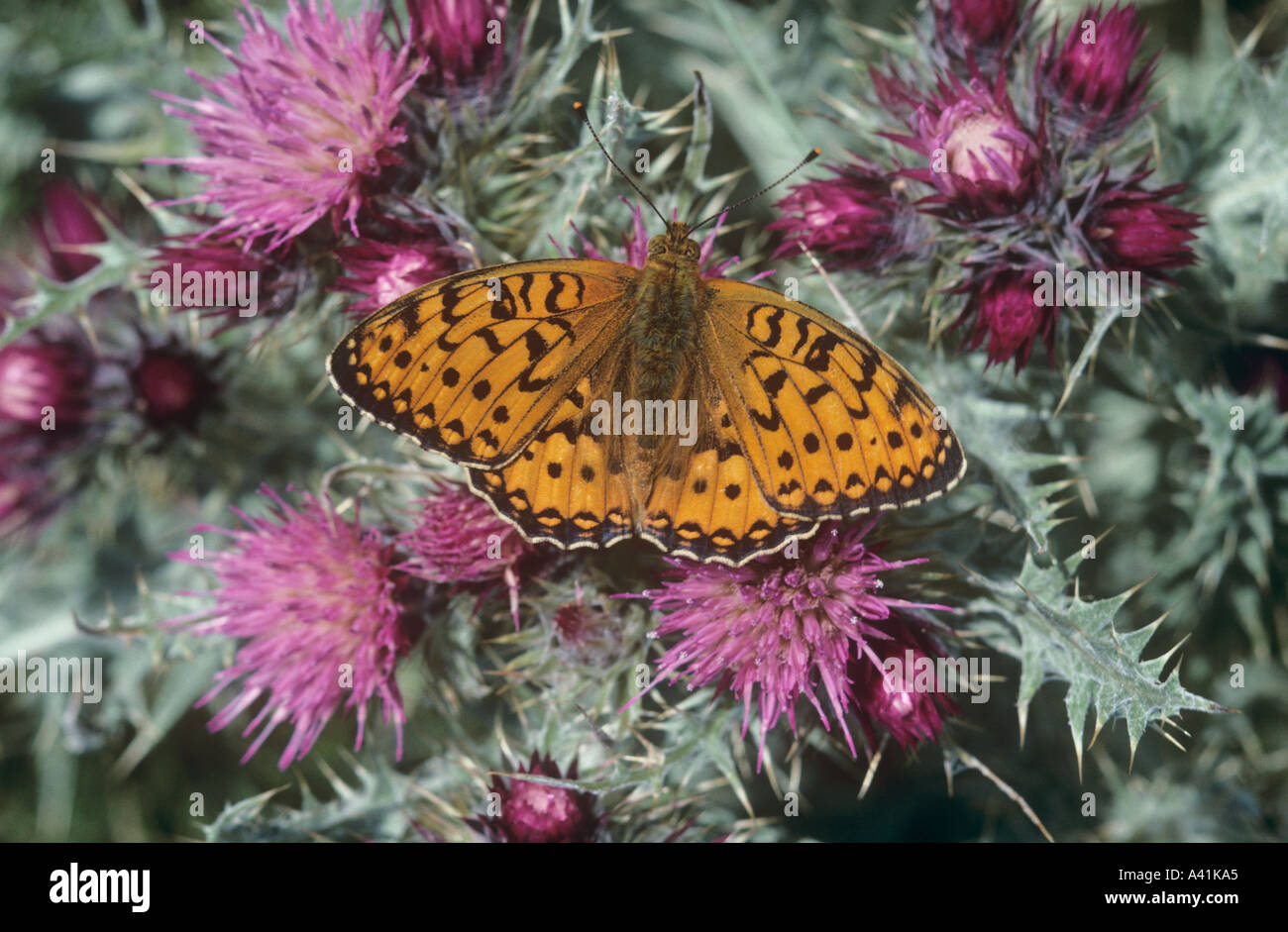 Dark Green Fritillary Butterfly Pyrenean Thistle French Pyrenees France Stock Photo