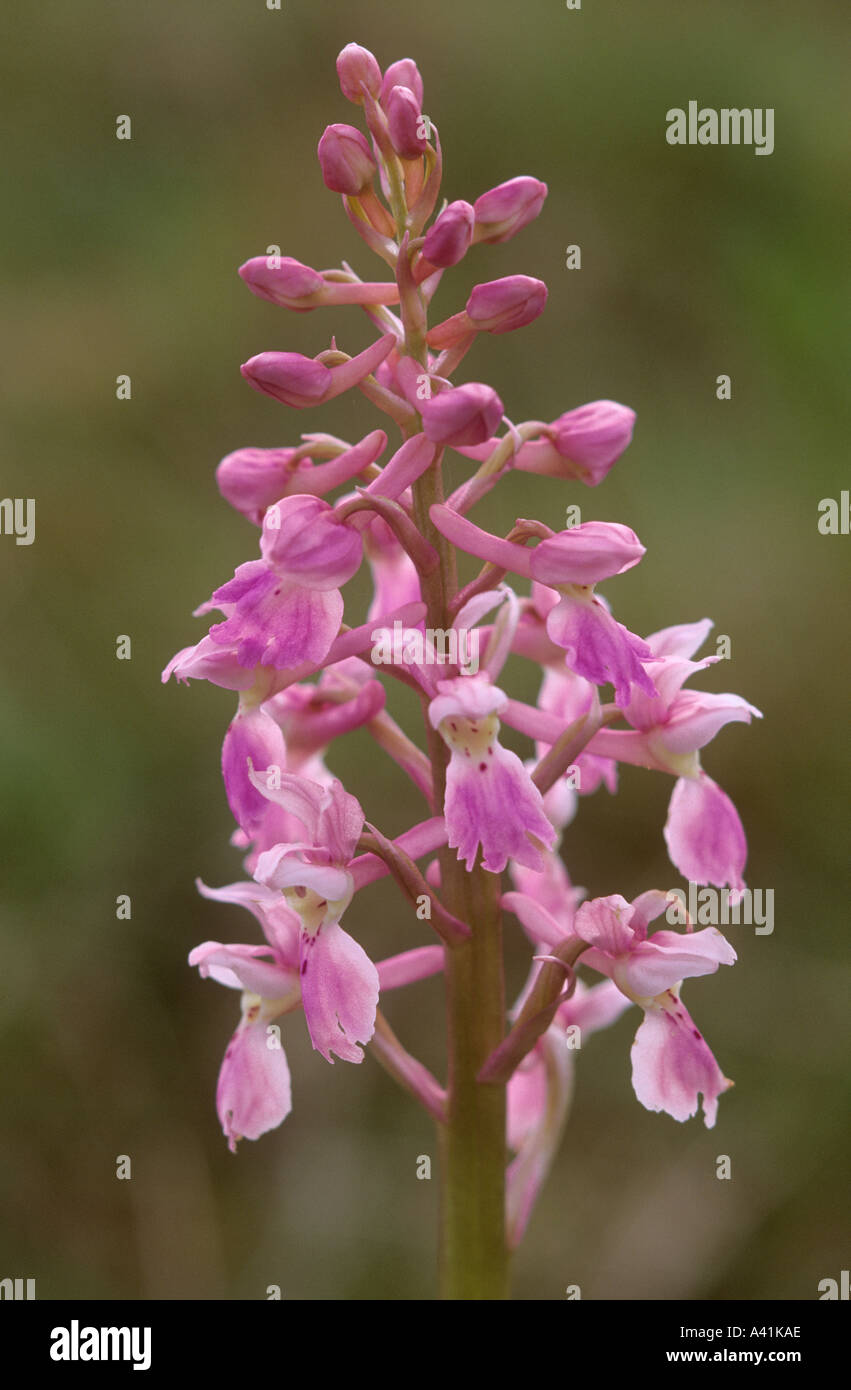 Early Purple Orchid Compton Down Dorset England Pink Form Stock Photo