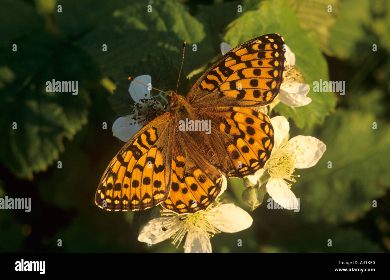 Dark Green Fritillary Butterfly and Bramble Wiltshire England Stock Photo