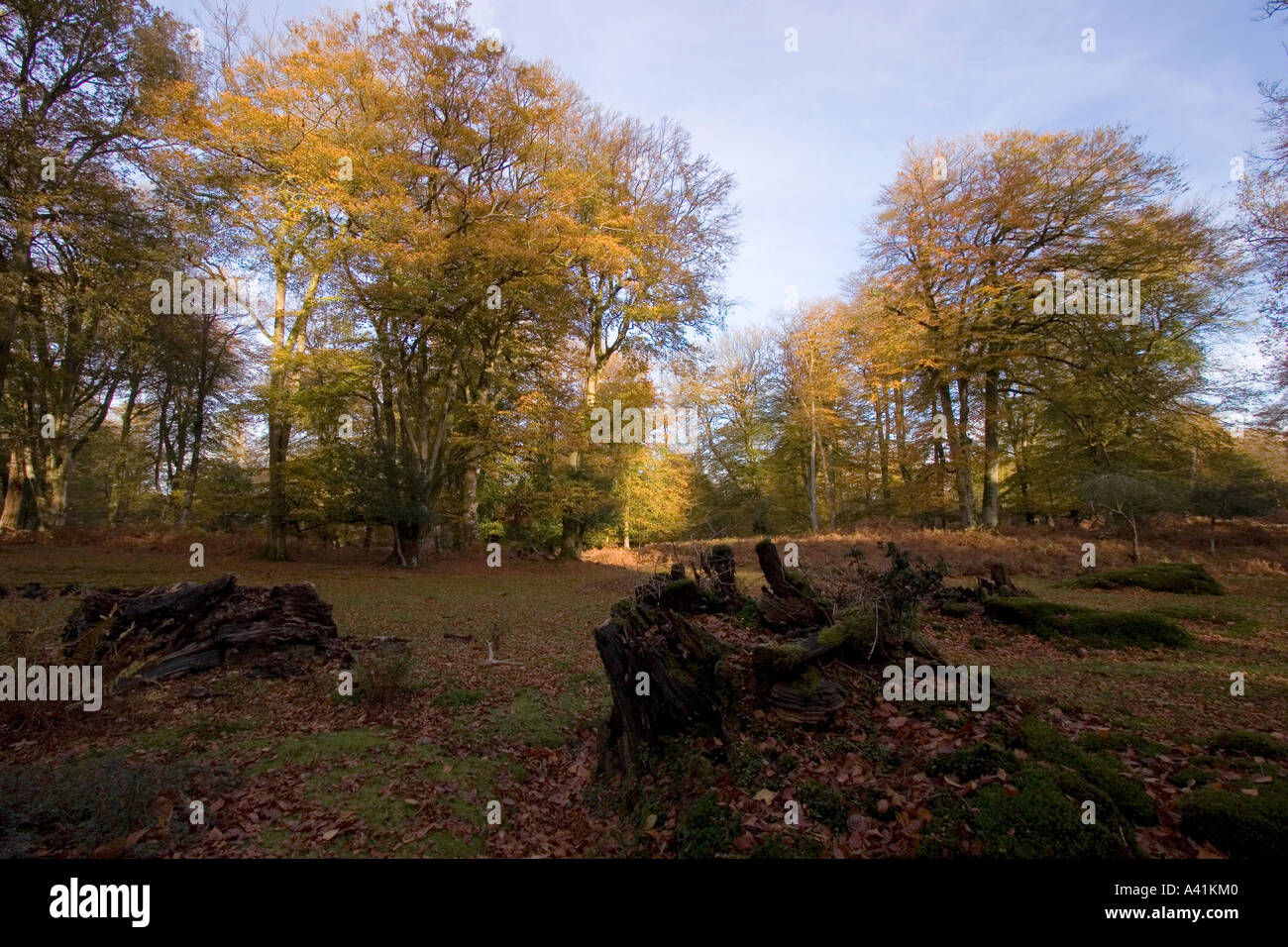 New england trees hi-res stock photography and images - Alamy