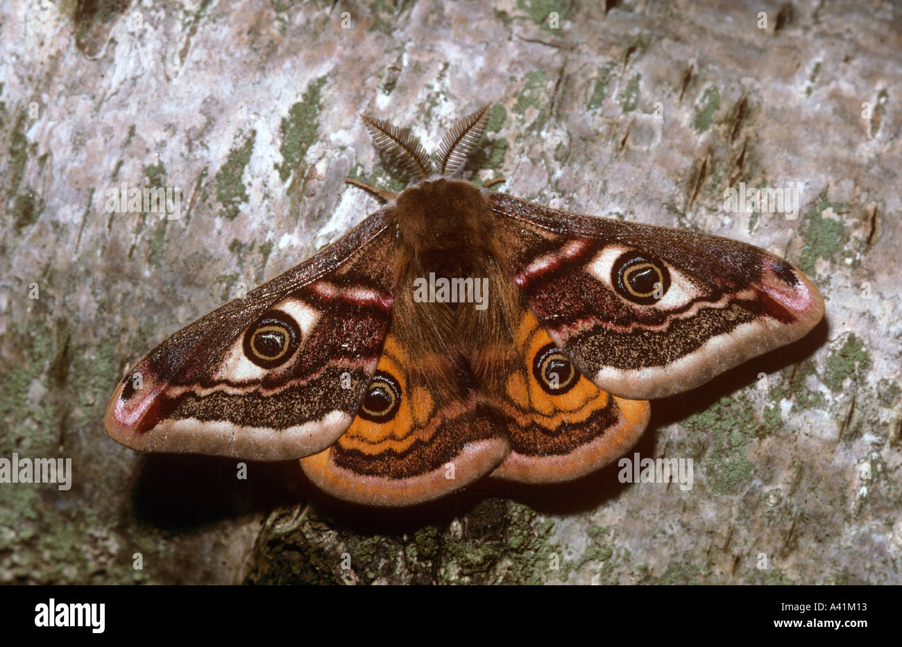 Emperor Moth Male Stock Photo