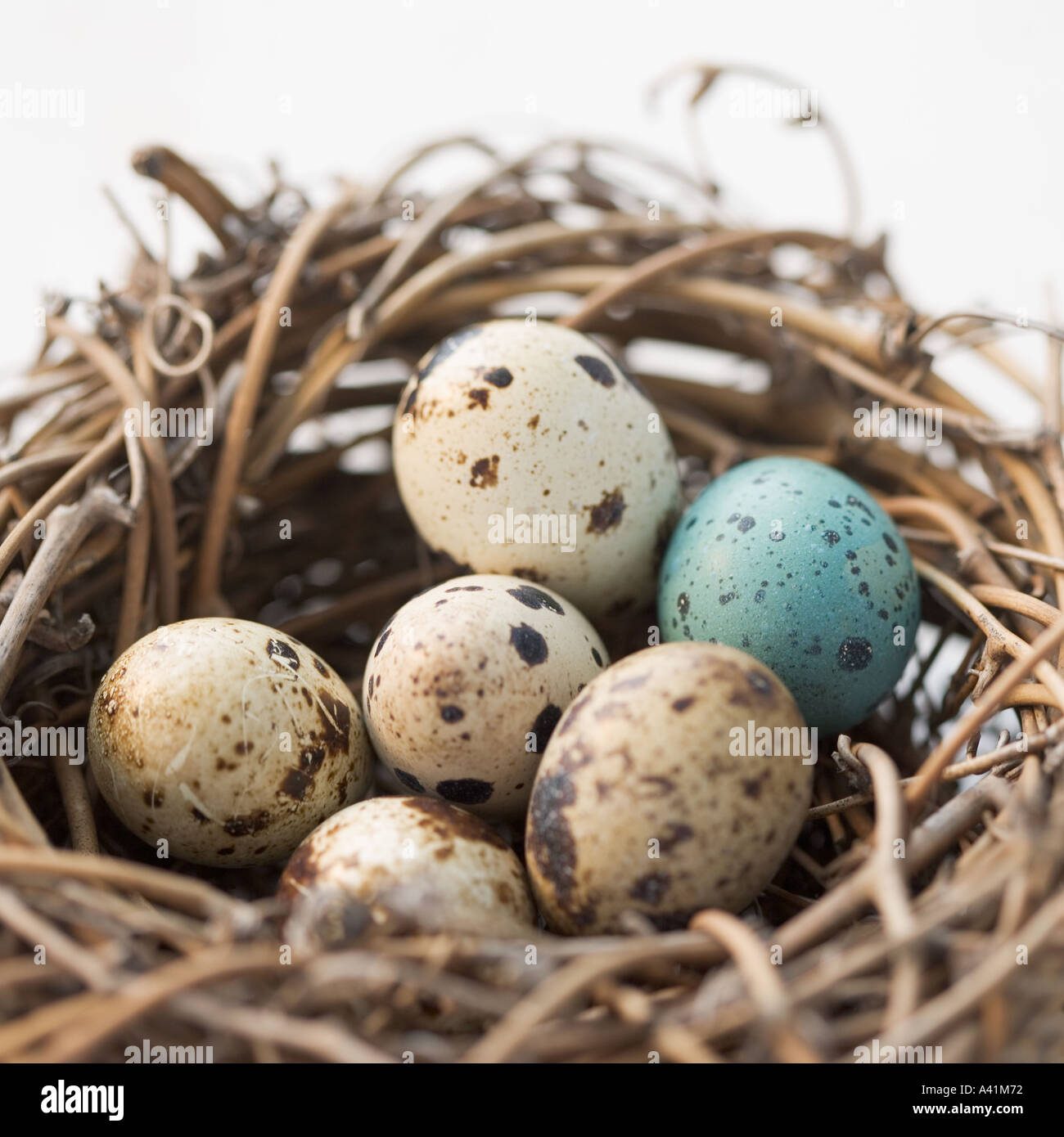 Birds nest still life hi res stock photography and images Alamy Birds nest still life hi res stock photography and images Alamy