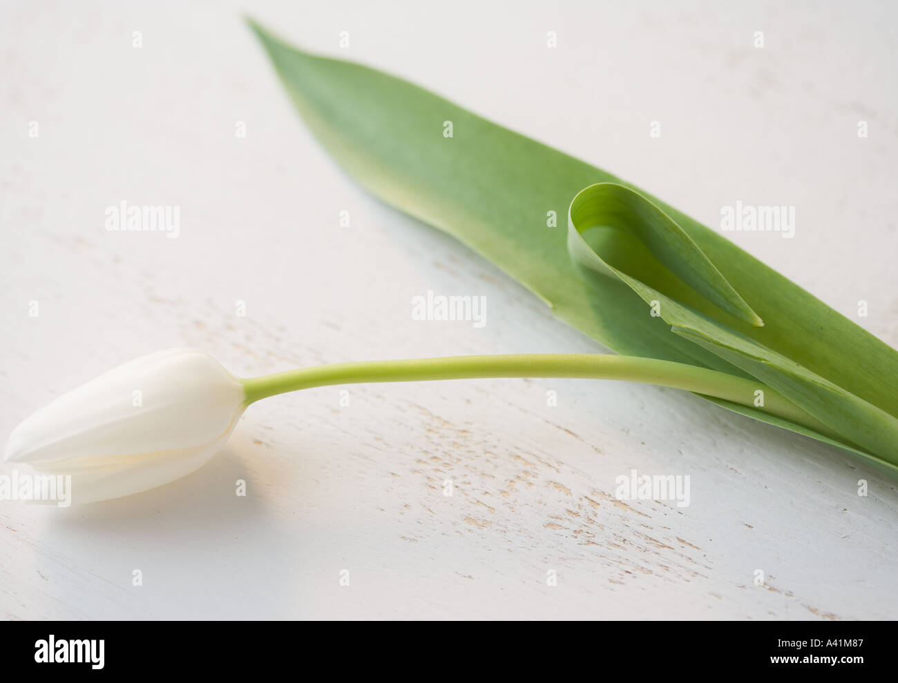 A single white tulip Stock Photo - Alamy