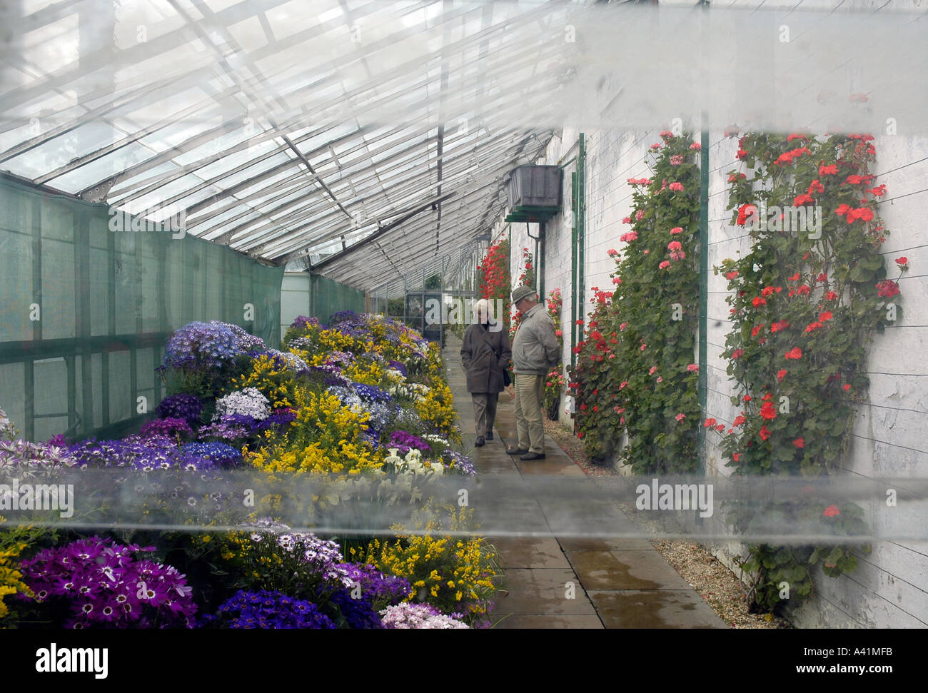 Greenhouse open to members of the public with displays of flowers Stock