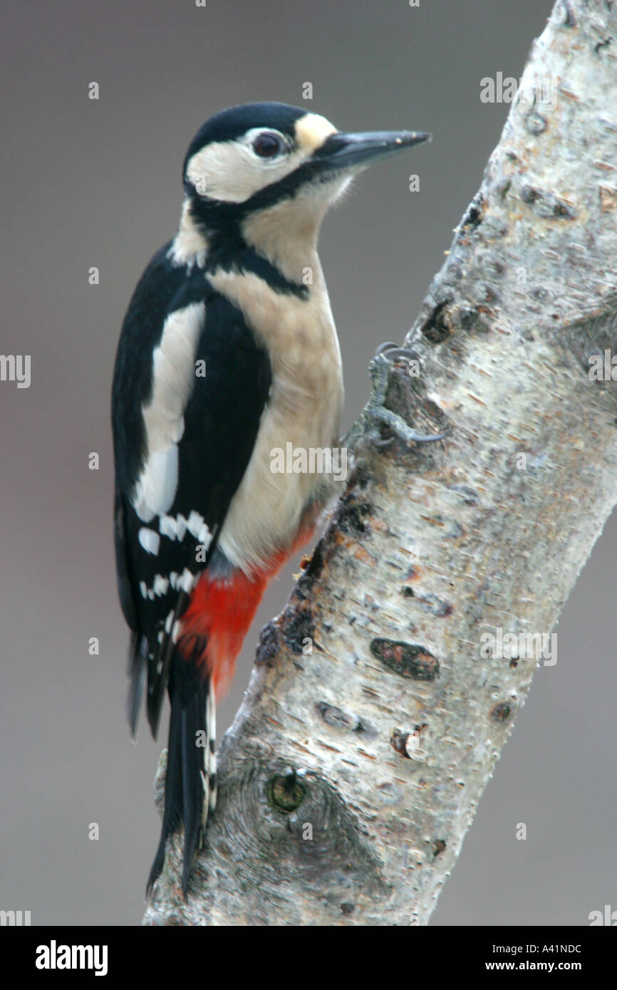 Greater spotted woodpecker pecking birch tree trunk Glenfeshie Scotland UK Stock Photo