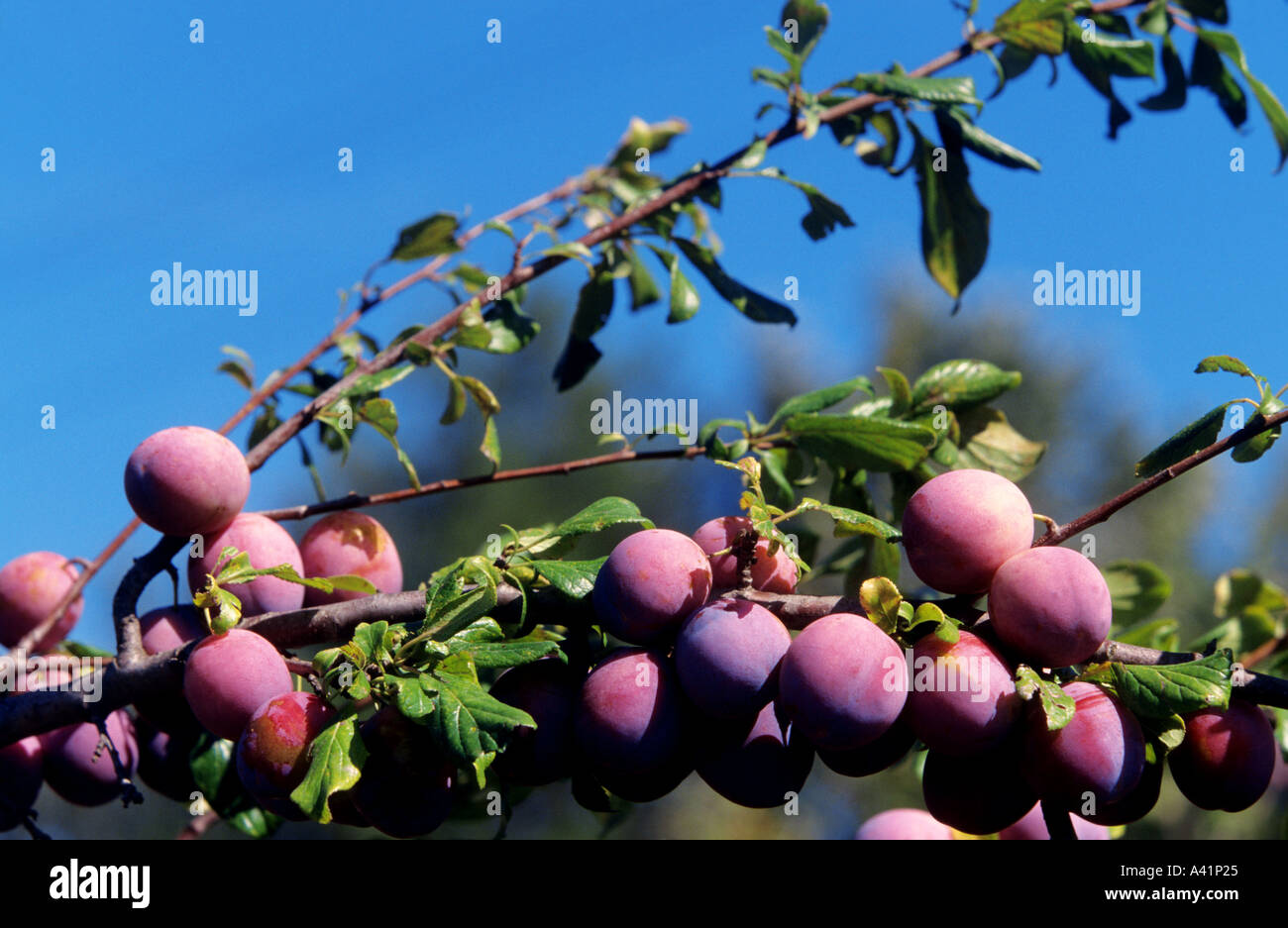 Prunus avium cherry tree fruits hi-res stock photography and images - Alamy