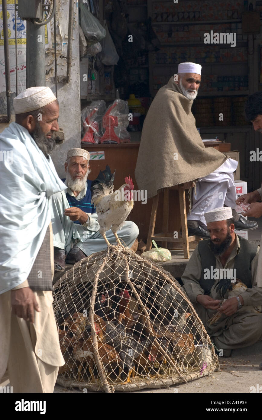 Chicken for sale Peshawar Pakistan Stock Photo Alamy