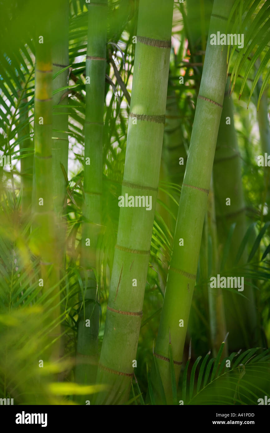 Closeup of bamboo shoots Stock Photo Alamy