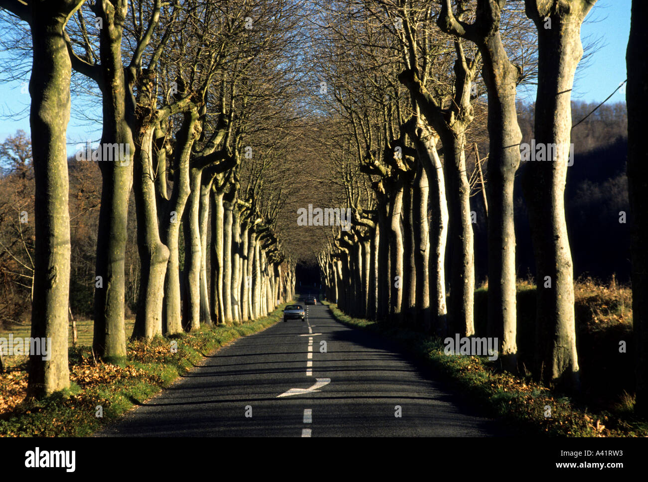 Provence  Blurred Trees  Car Driving Asphalt Speed Countryside Road Stock Photo