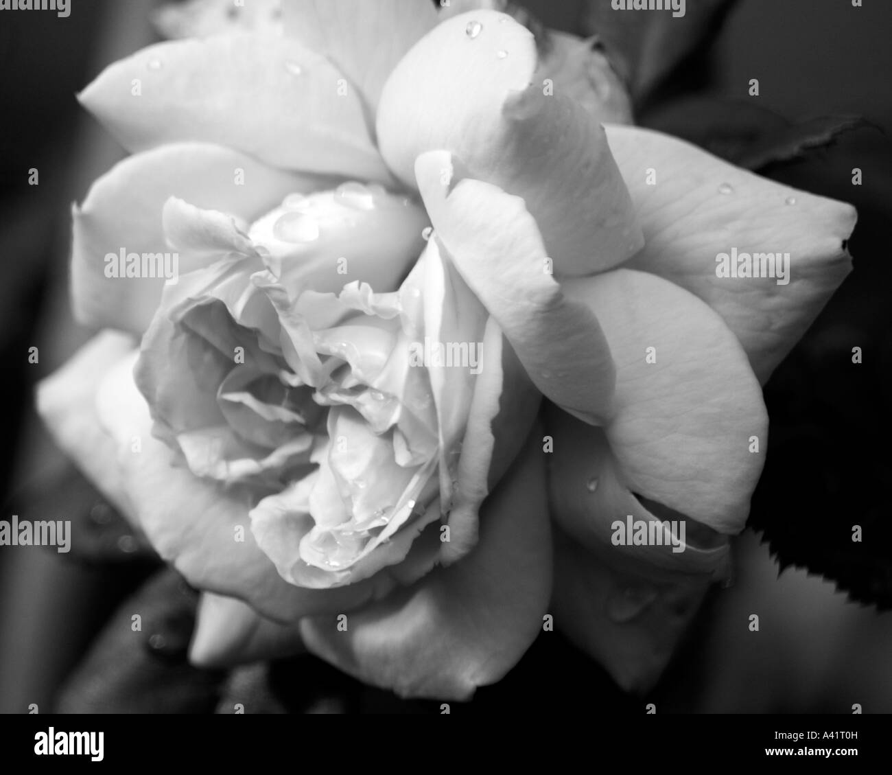 Garden Rose Stock Photo