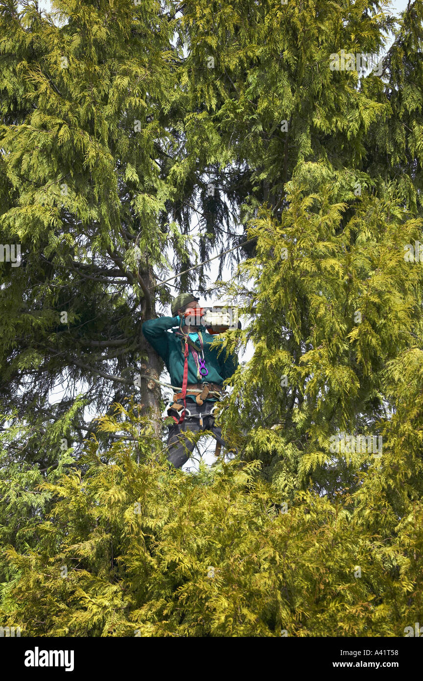 Tree trimmer with chainsaw safety harness and ropes topping Cypress