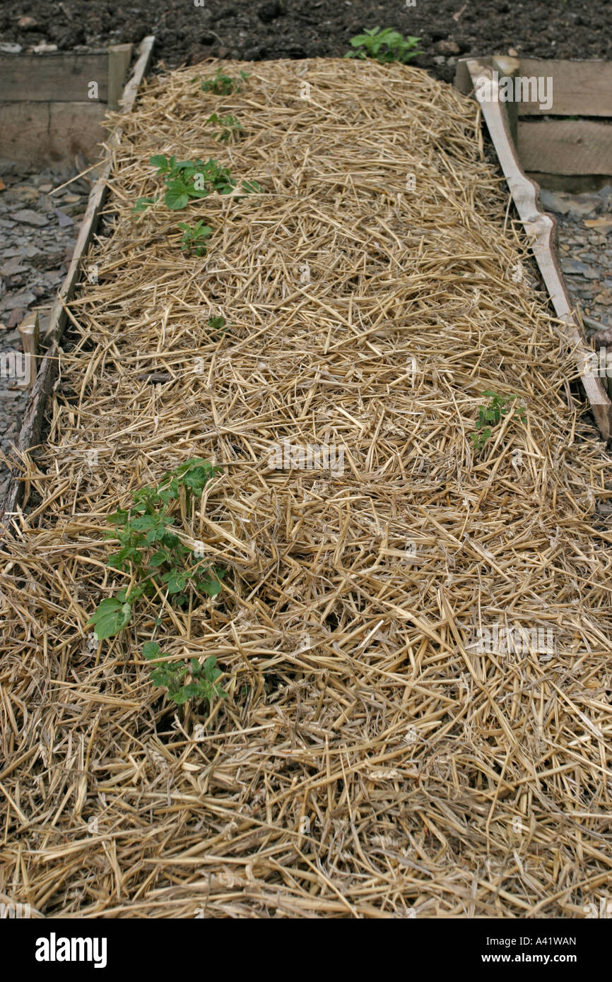 Under straw hires stock photography and images Alamy