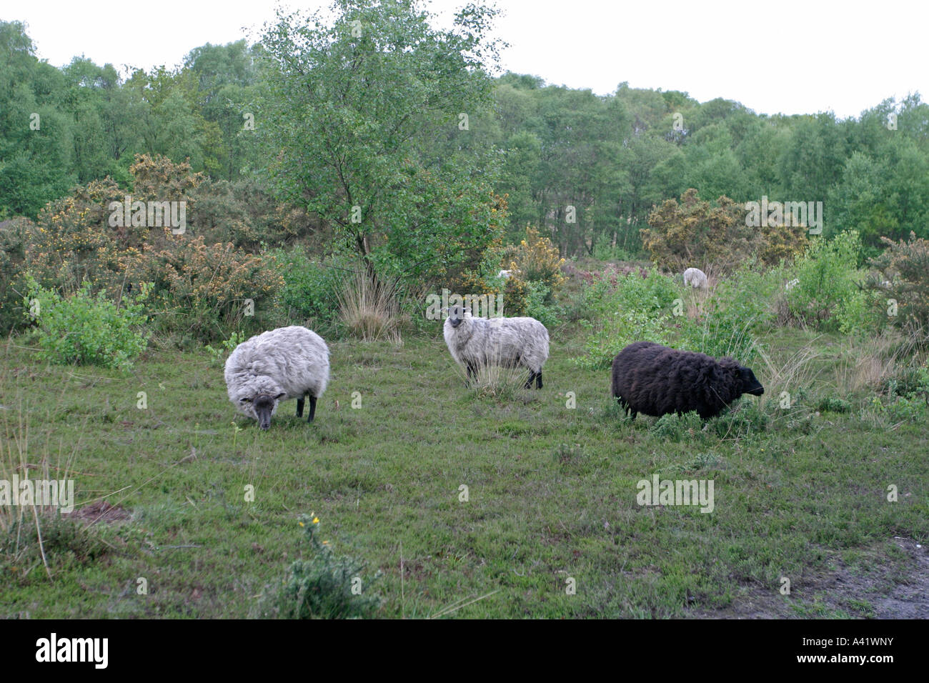 SHEEP GRAZING HEATHLAND FOR CONSERVATION Stock Photo