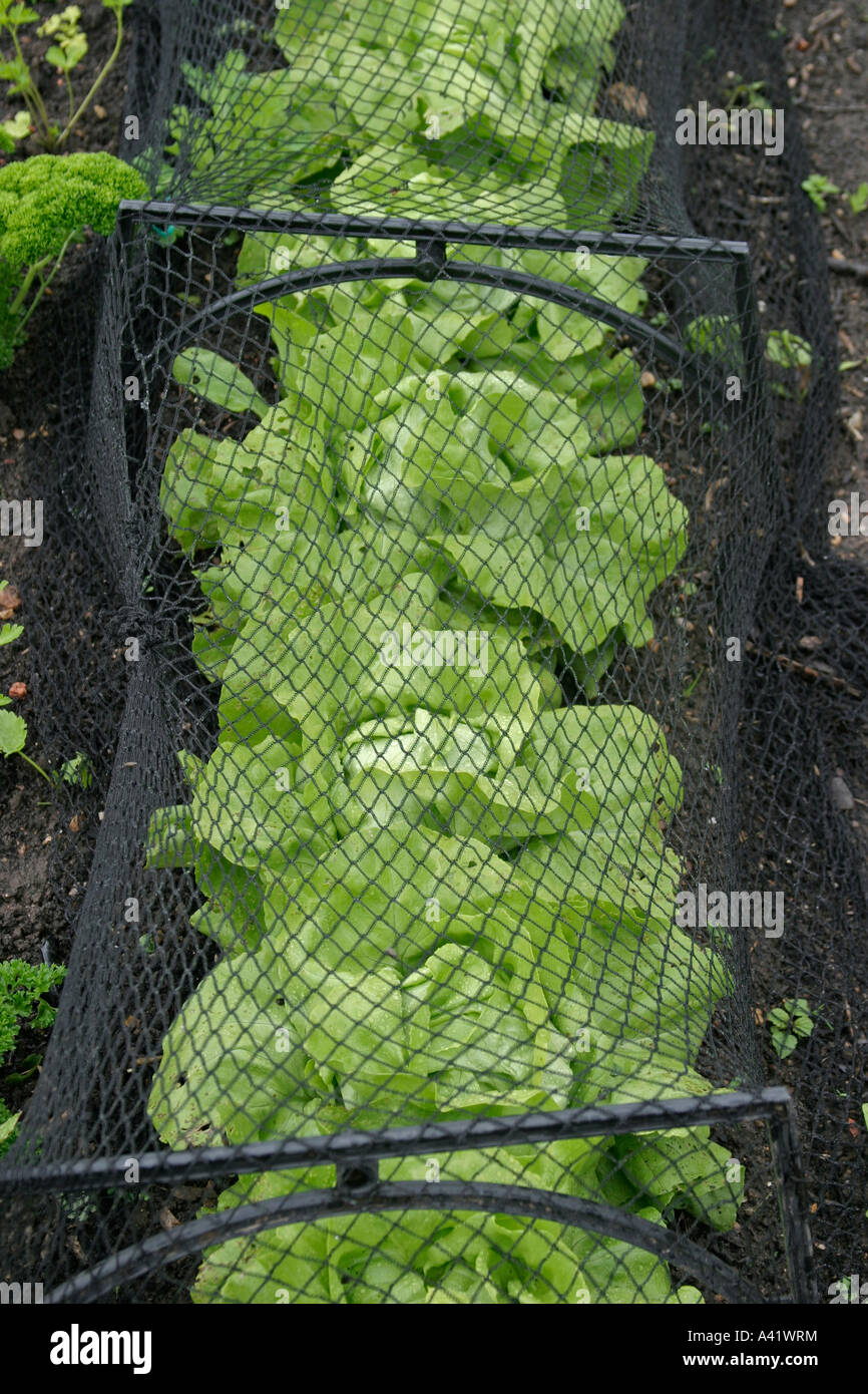 LETTUCE PROTECTION FROM RABBITS COVER WITH NETTING Stock Photo Alamy