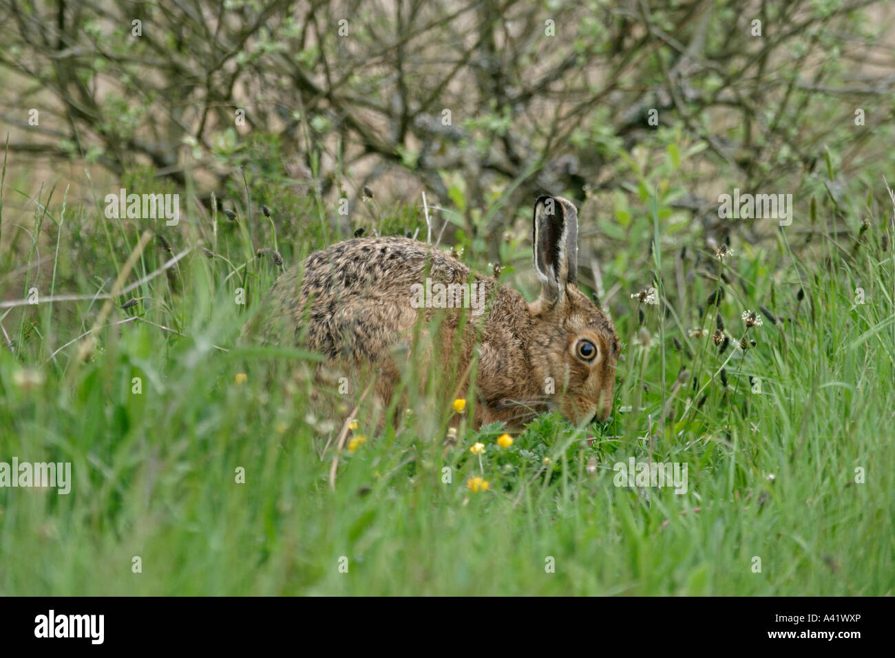 BROWN HARE LEPUS CAPENSIS IN LONG GRASS EATING SV CARMARTHENSHIRE Stock Photo