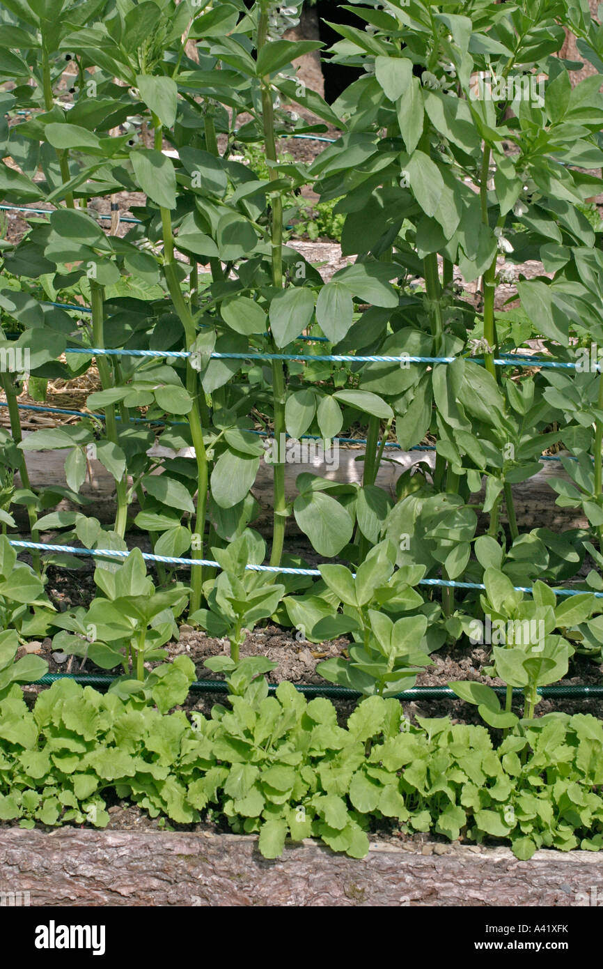 Intercropping bean hi-res stock photography and images - Alamy