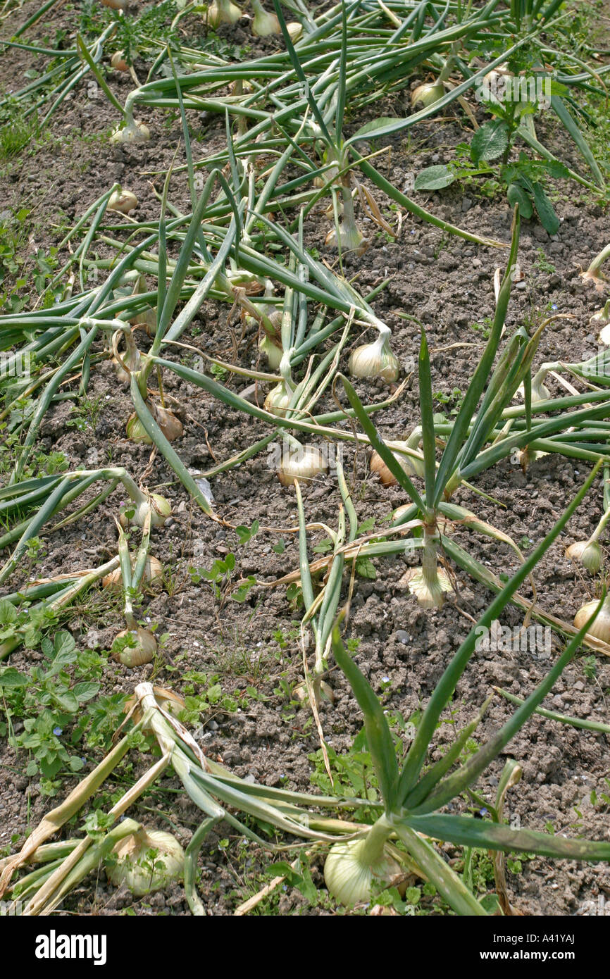 Onions Maturity Period at Margaret Evans blog