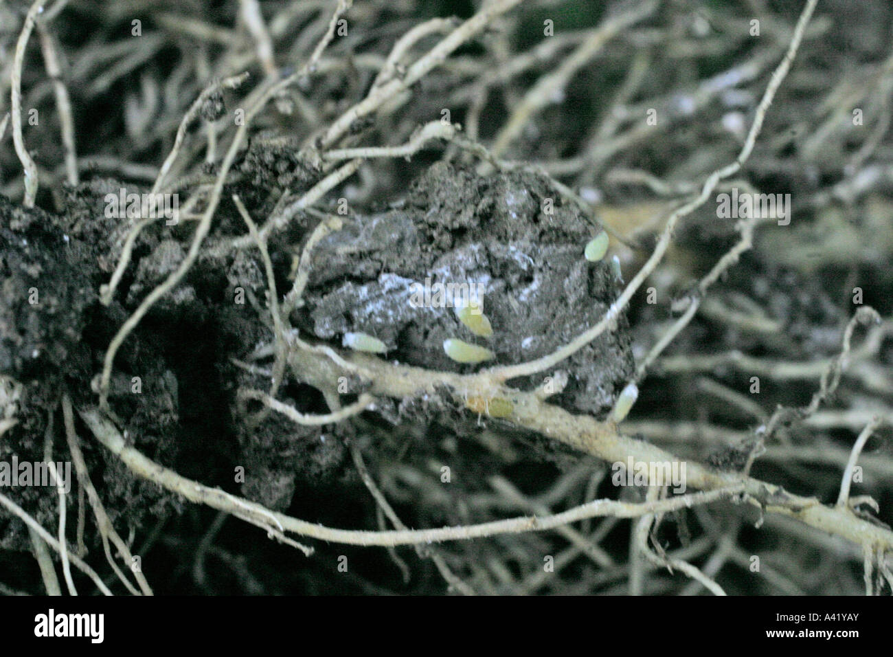 LETTUCE ROOT APHID PEMPHIGUS BURSARIUS APHIDS ON LETTUCE ROOT Stock