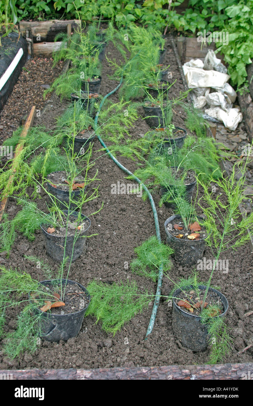 Asparagus plants hires stock photography and images Alamy