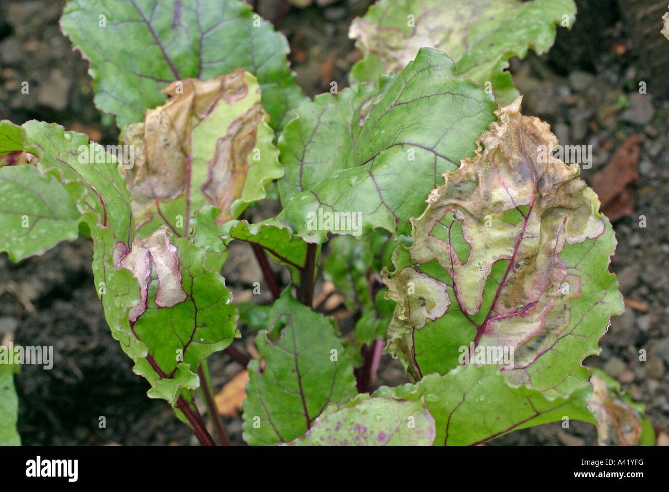 BEET LEAF MINER PEGOMYA HYOSCAMI SHOWING MINES ANDSECONDARY ROT IN