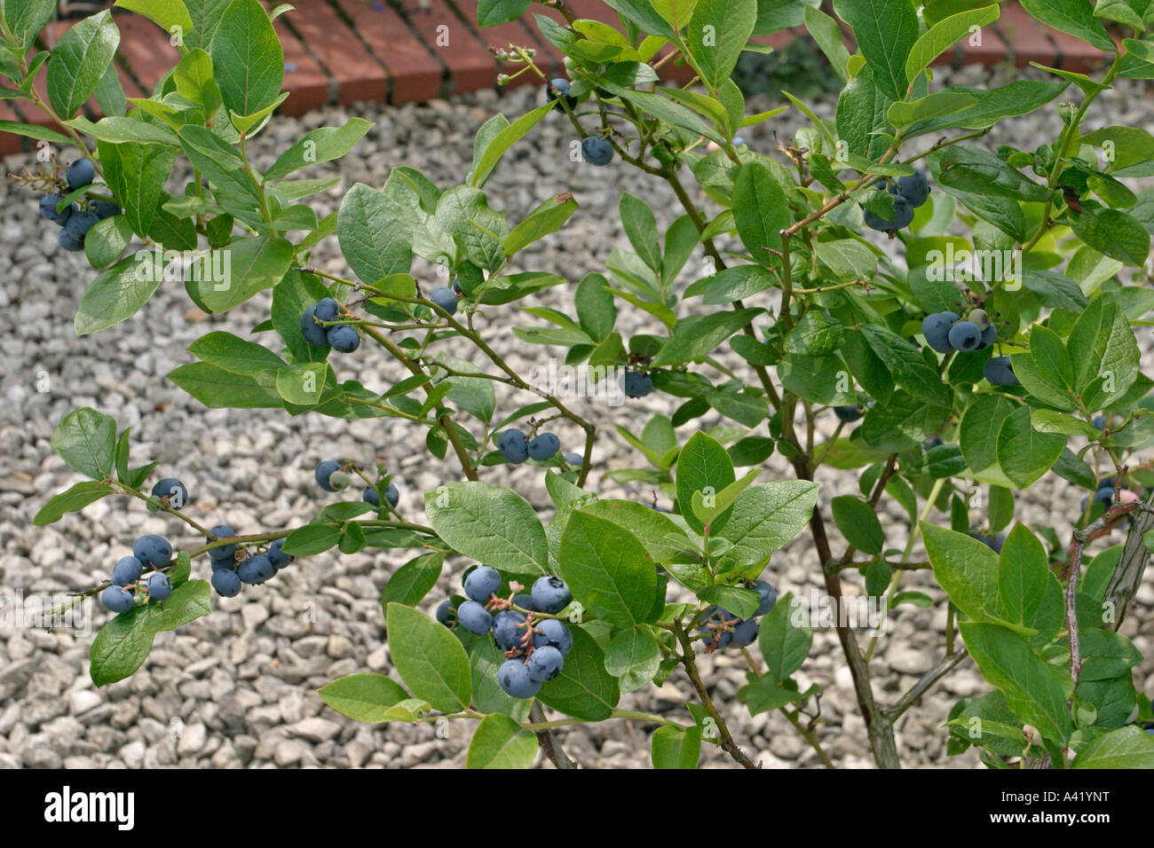 Blueberry tree hi-res stock photography and images - Alamy