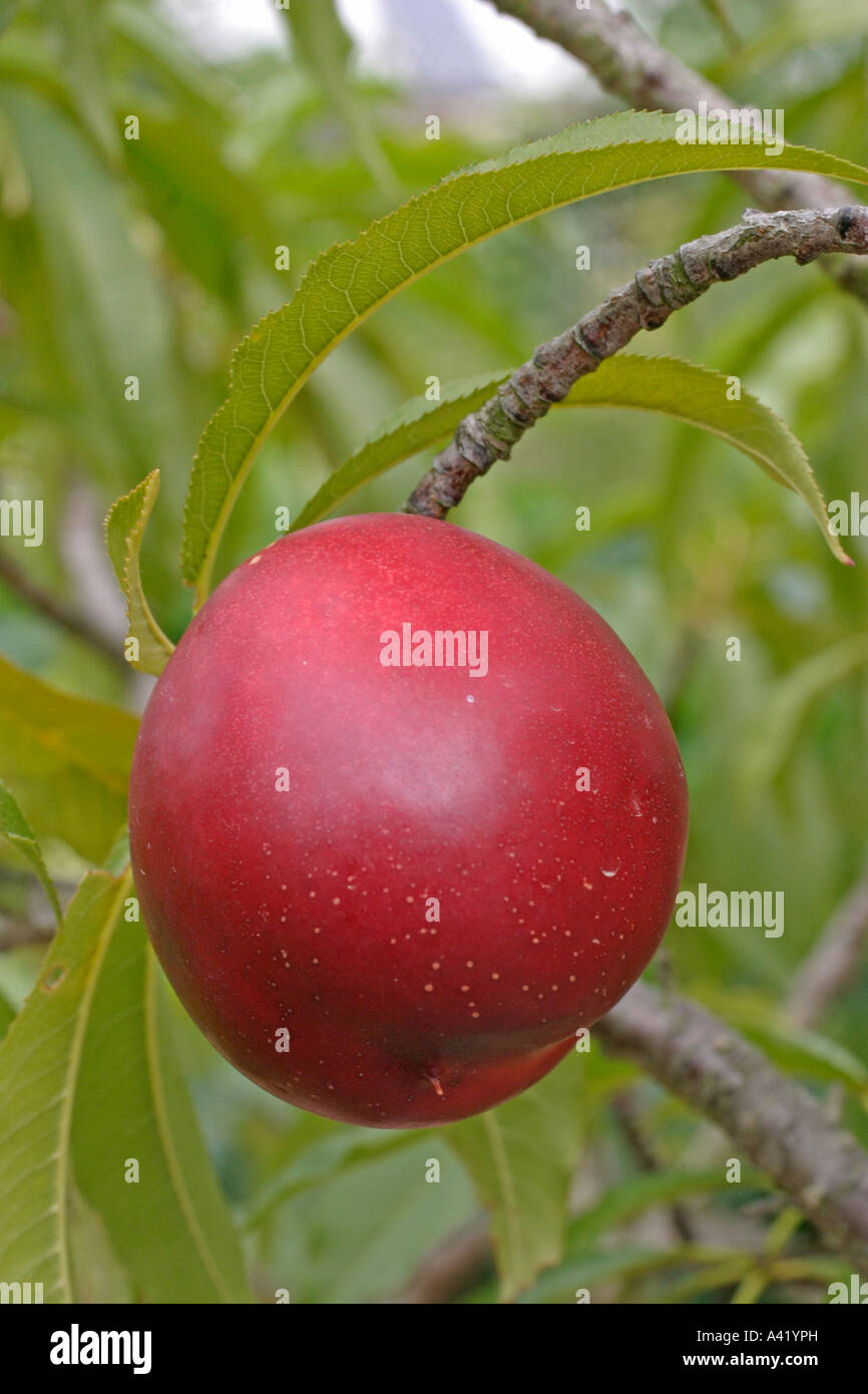 NECTARINE PRUNUS PERSICA VAR NECTARINA CLOSE UP OF RIPENING FRUIT Stock