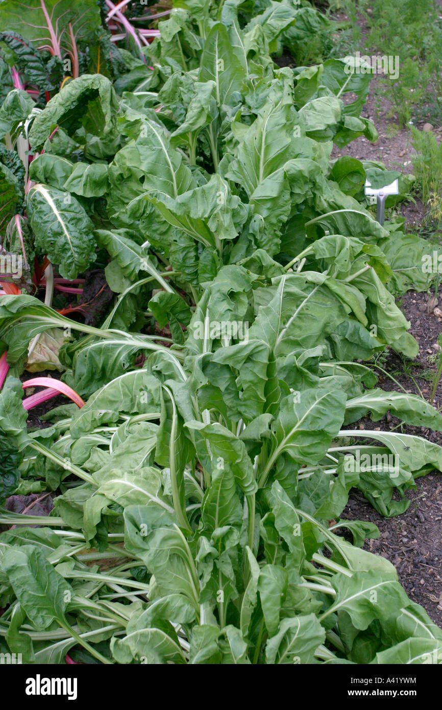 WATER SHORTAGE SPINACH DROOPS IN HEAT Stock Photo Alamy