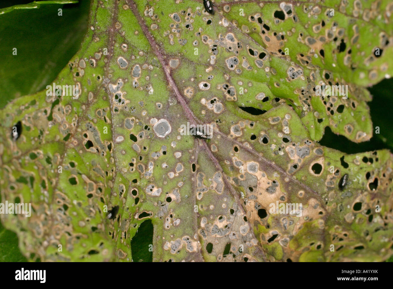 FLEA BEETLE CHRYSOMELIDAE ATTACKES BRASSICA LEAVES Stock Photo Alamy