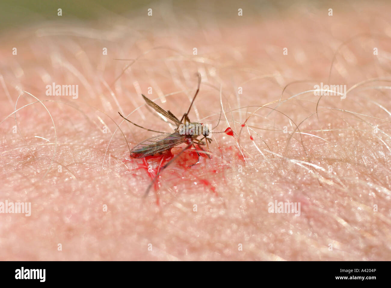 RINGED MOSQUITO THEOBALDIA ANNULATA SQUASHED ON ARM Stock Photo