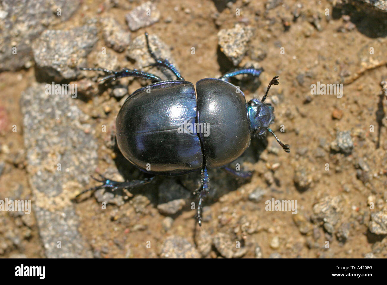 DOR BEETLE GEOTROPES VERNALIS MOVING OVER GROUND Stock Photo
