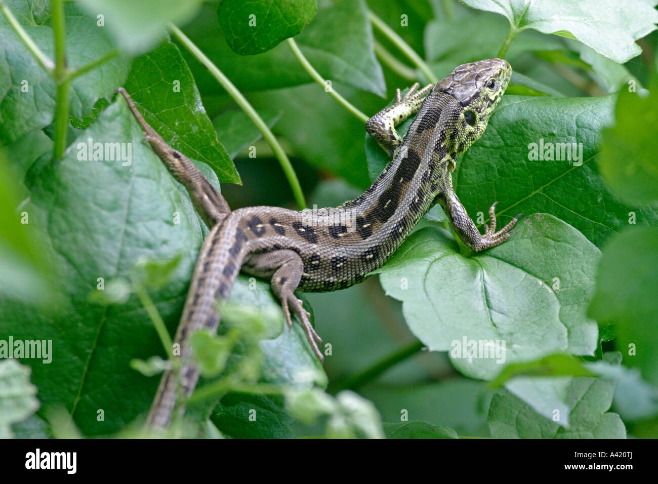 SAND LIZARD LACERTA AGILIS MOVING THROUGH UNDERGROWTH SV Stock Photo