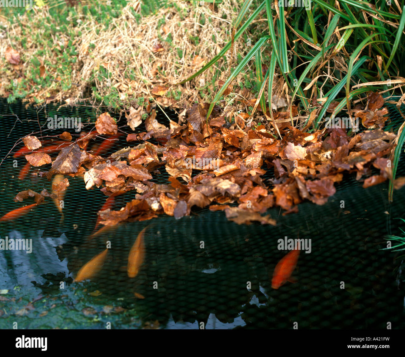 https://c8.alamy.com/comp/A421FW/use-a-net-to-keep-autumn-leaves-out-of-the-pond-A421FW.jpg