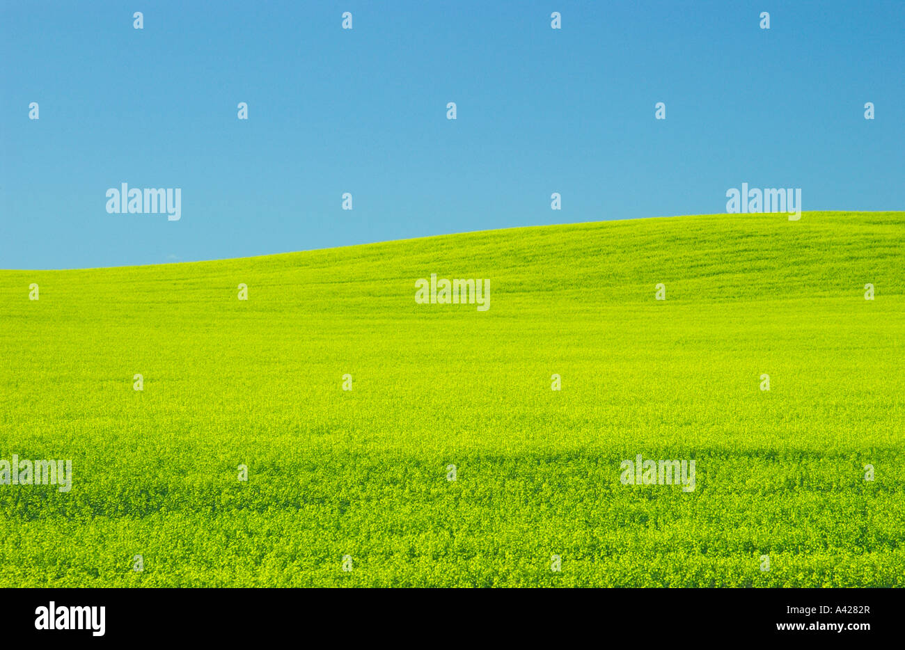 A yellow blooming canola field on the rolling priaires of southern Manitoba Canada Stock Photo