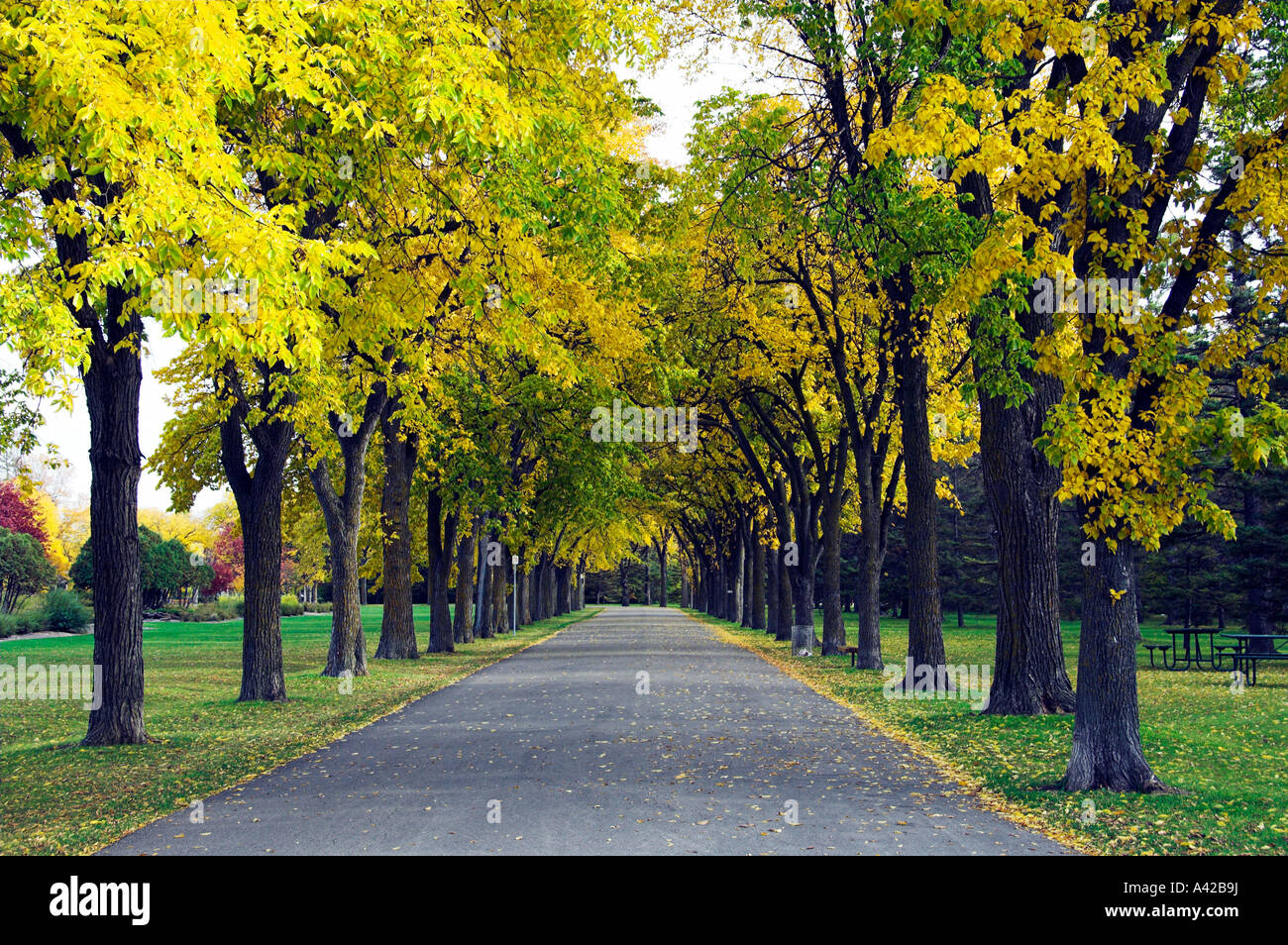 An avenue of Elm trees in Assiniboine Park in Winnipeg Manitoba Canada