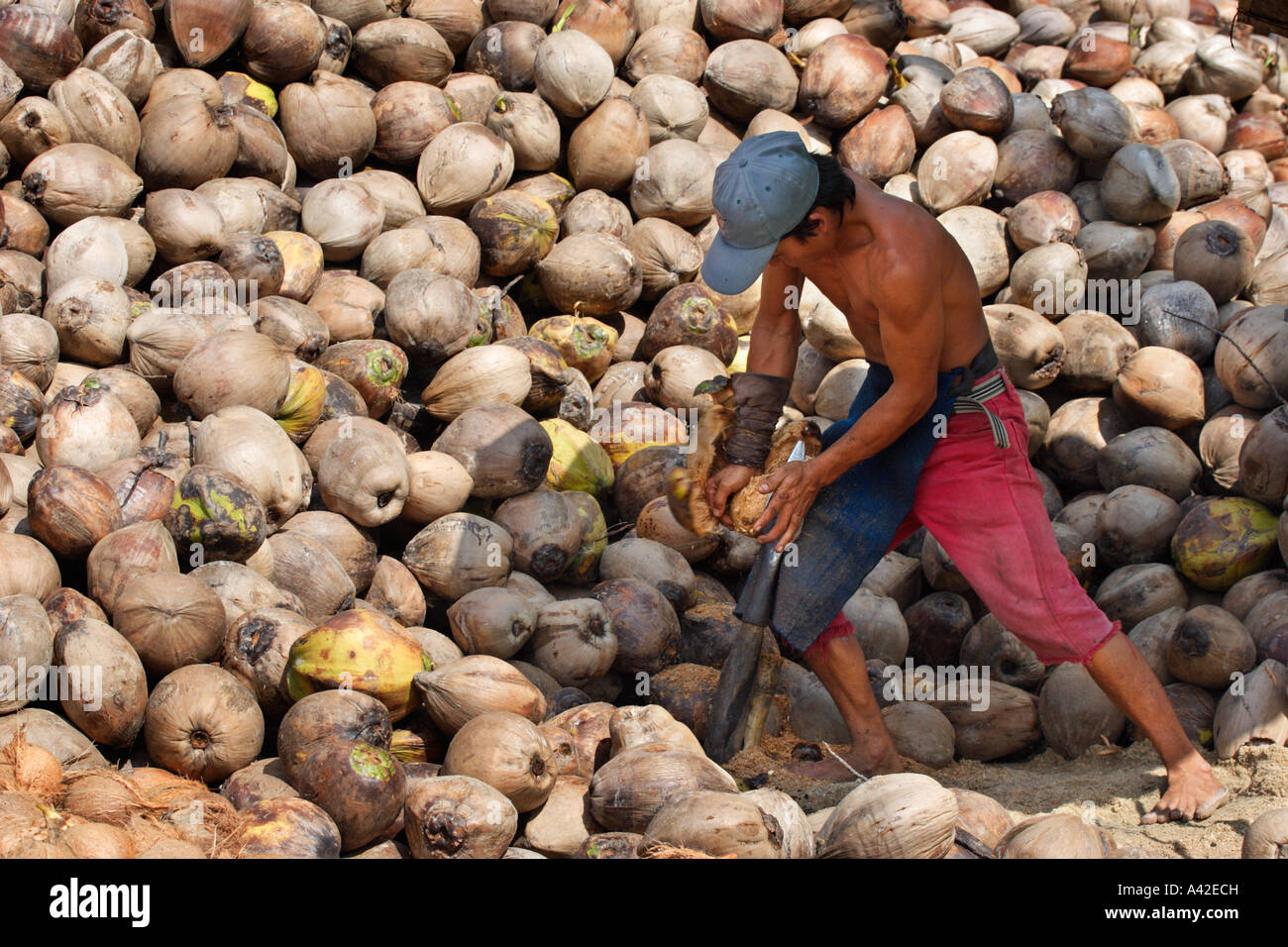 Coconut plantation, Ko Samui, Thailand Stock Photo