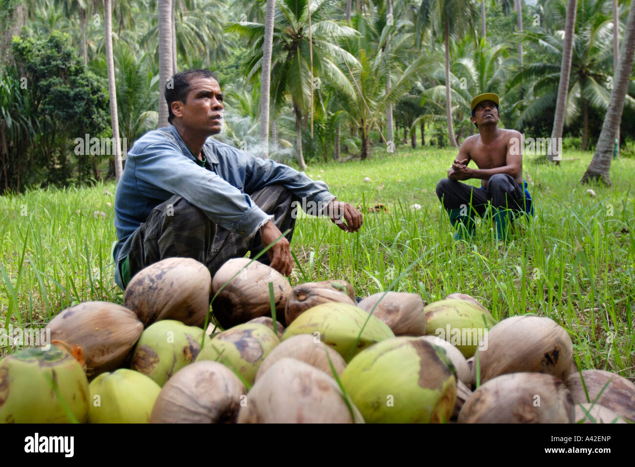 Coconut pickers take a cigarette break, Ko Samui, Thailand Stock Photo