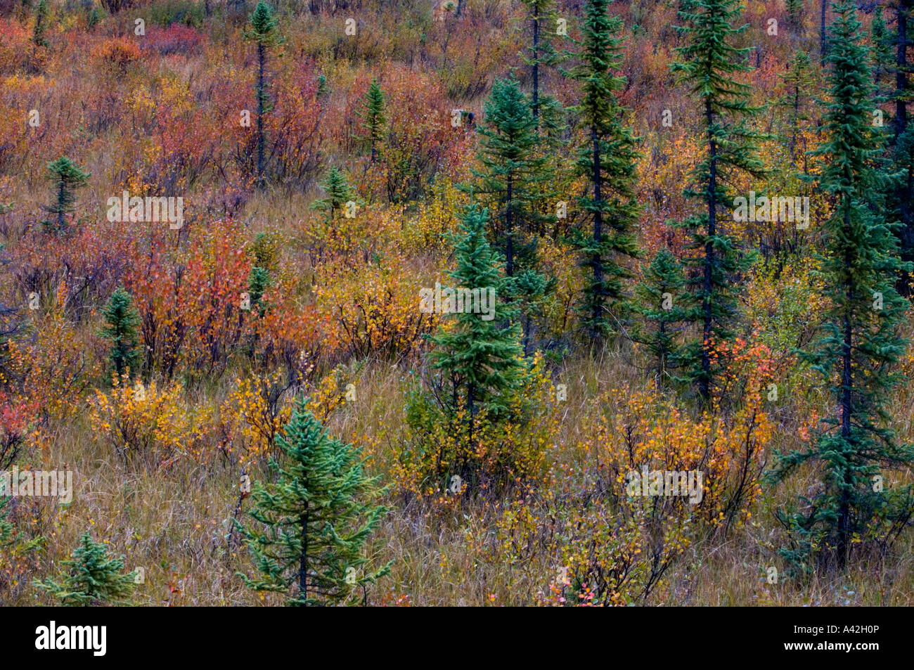 Dwarf birch and spruce in autumn swamp, Jasper National Park, Alberta, Canada Stock Photo