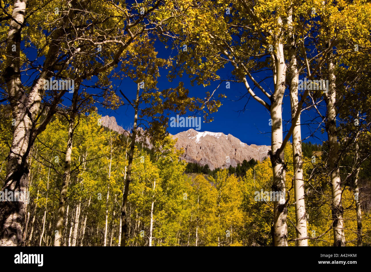 autumn Aspen woodland at Muleshoe pullout, Banff National Park, Alberta