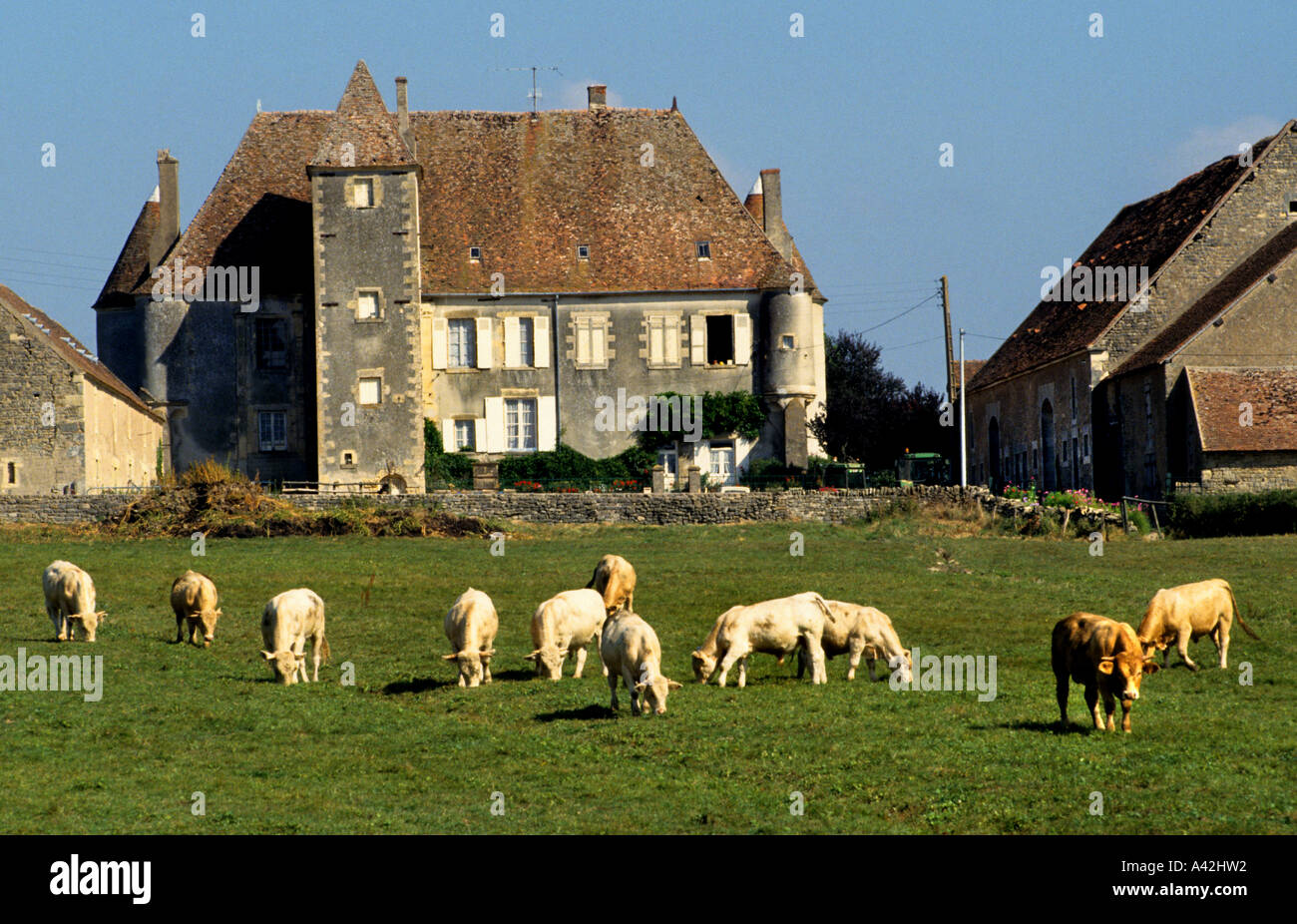 Cows White Farm Burgundy France French Farmer House Stock Photo