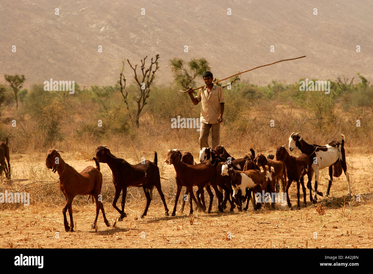 Shepherd traveling from one destination to another in search of pasture, Rajasthan India Stock Photo