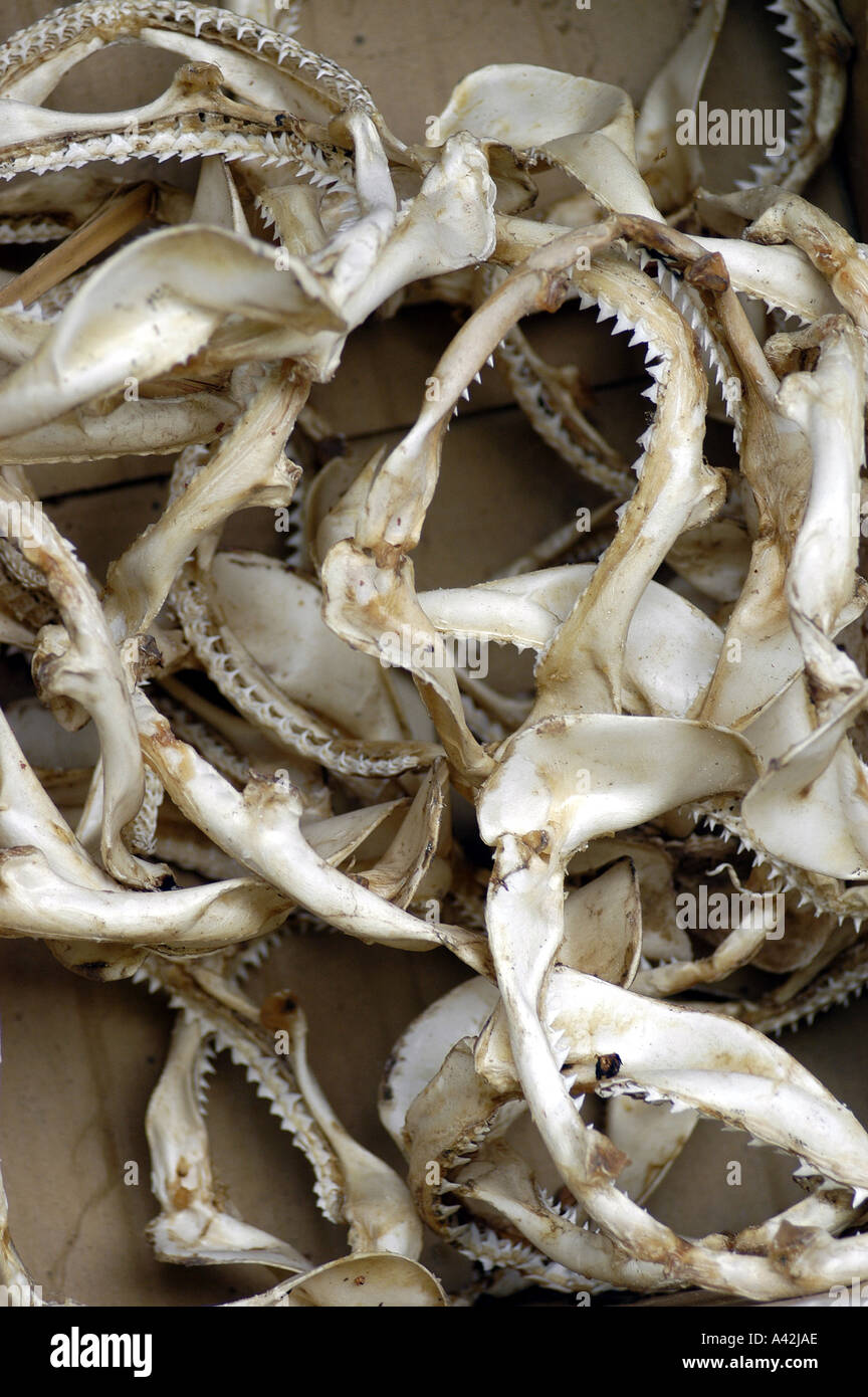 Shark jaws and teeth on display for sale on a local touristic store ...