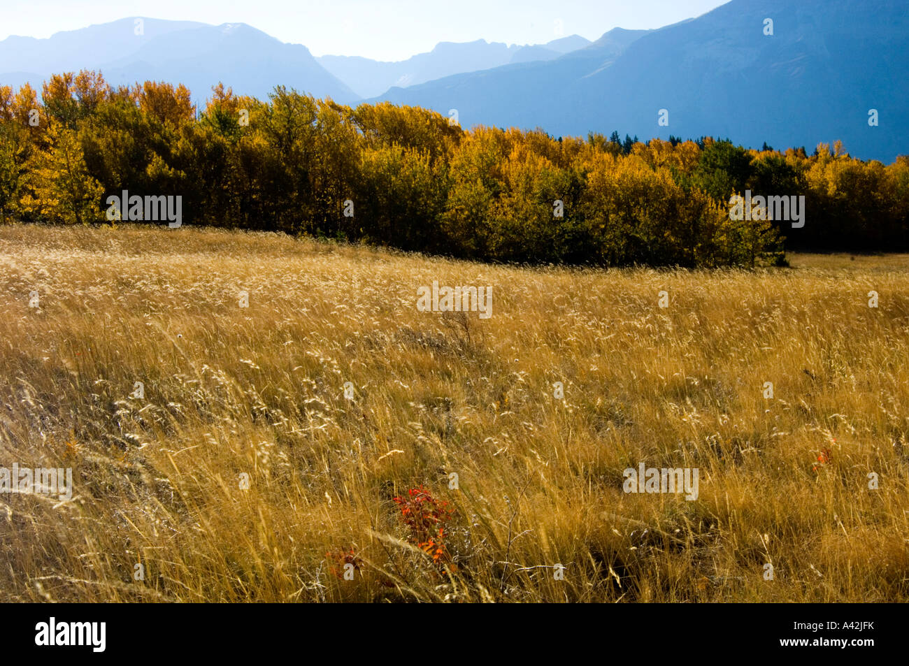 Windswept fescue grasses on glacial moraine in autumn, Waterton Lakes National Park, Alberta, Canada Stock Photo
