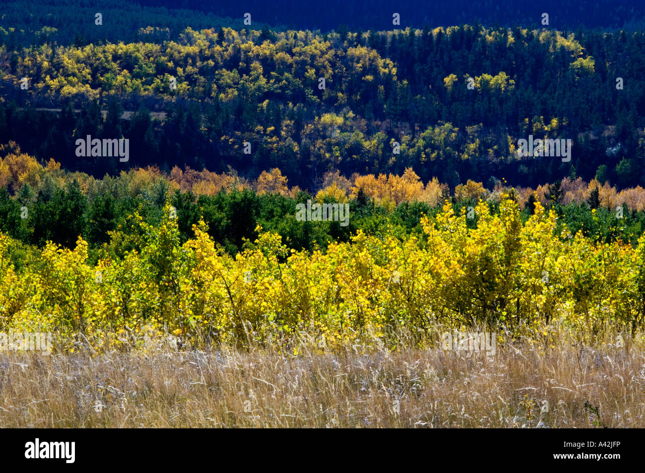 Windswept fescue grasses on glacial moraine in autumn, Waterton Lakes