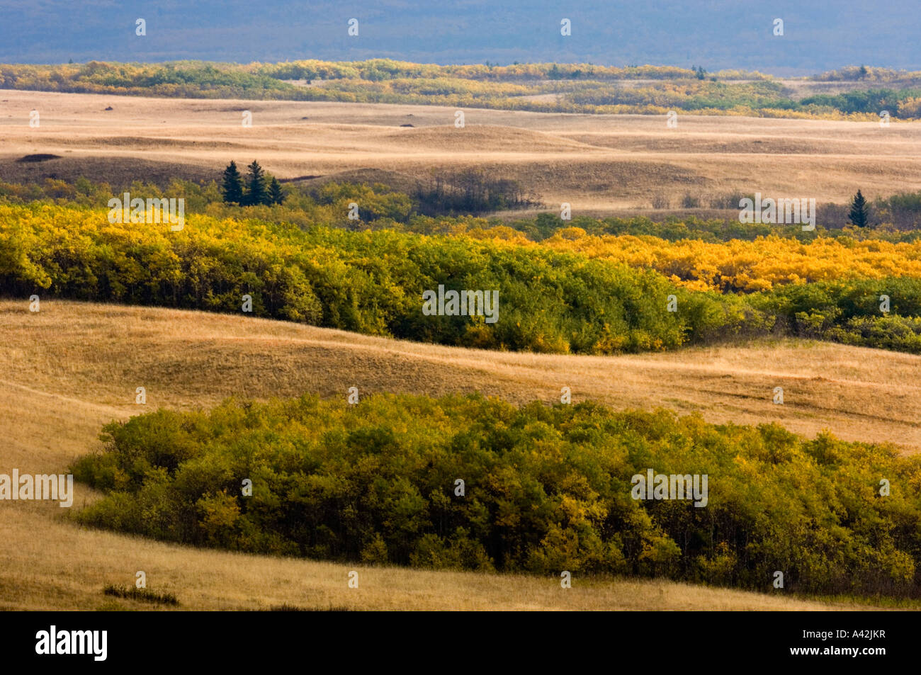 Autumn aspens and fescue grass on moraine features, Waterton Lakes