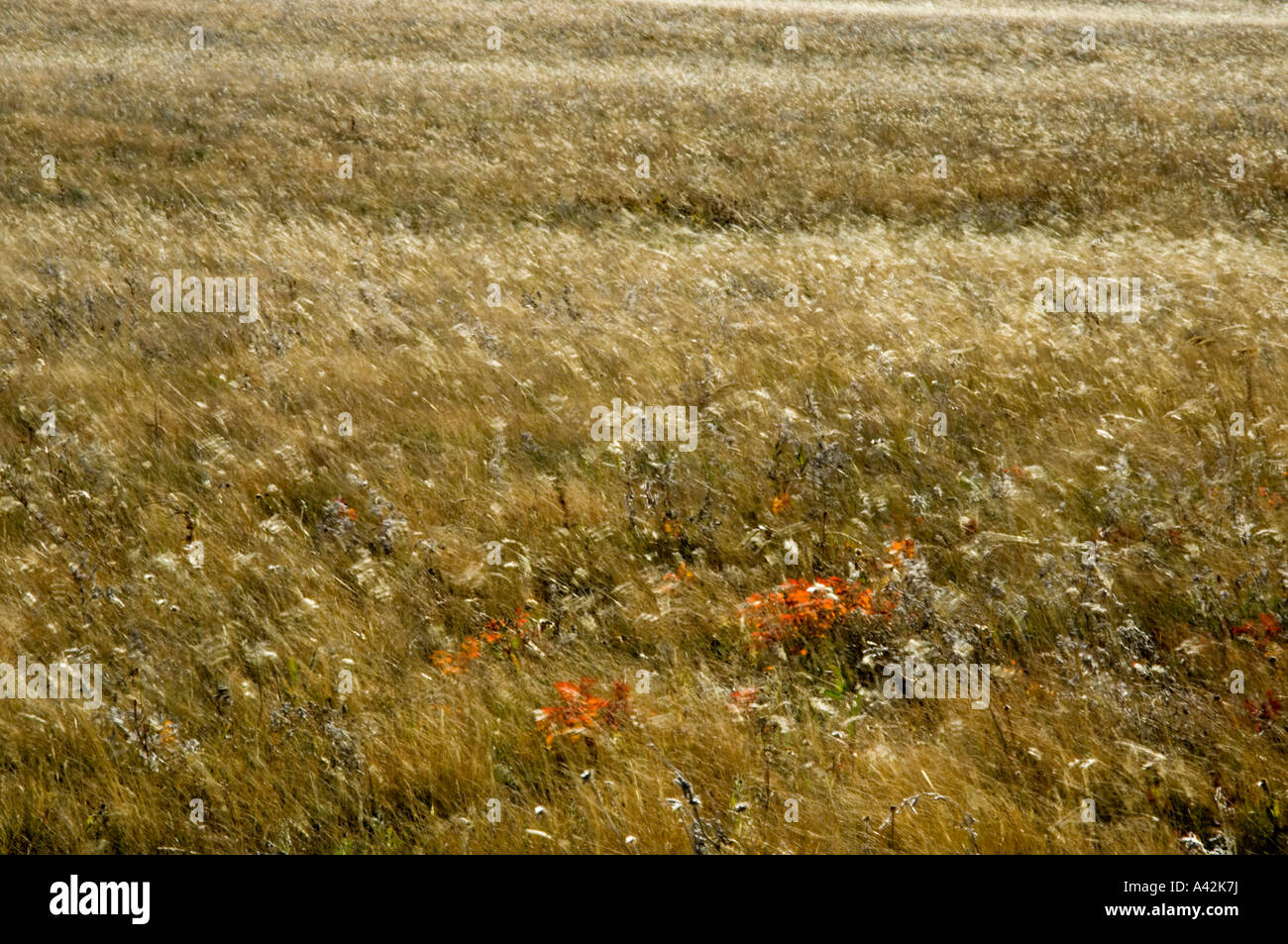 Windswept fescue grasses on glacial moraine Waterton Lakes National