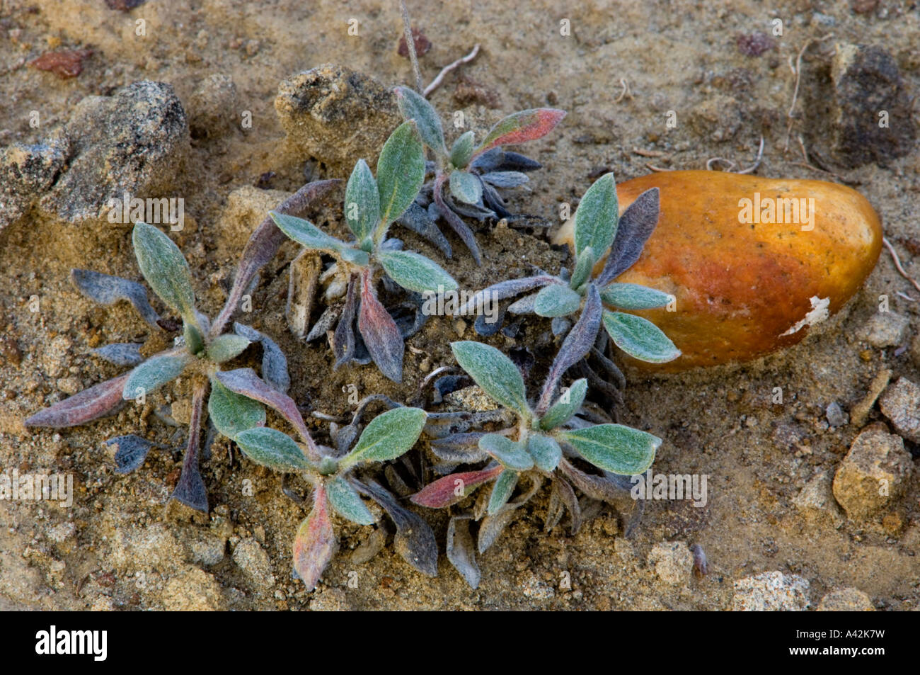 Xerophytic plant and pebbles Writing on Stone Provincial Park, Alberta, Canada Stock Photo